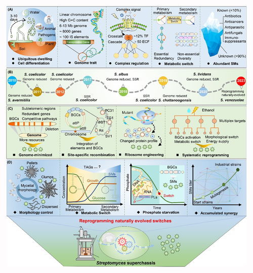 微生物所王為善研究團隊鏈霉菌底盤開發(fā)進展綜述