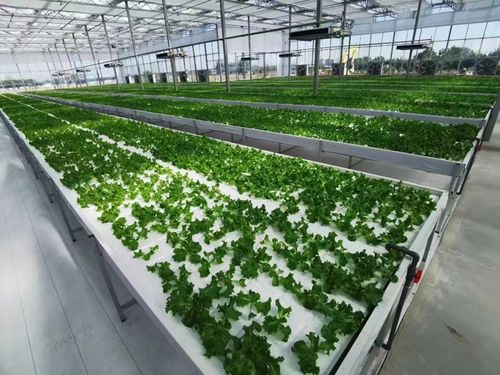 農(nóng)業(yè)區(qū)的科技創(chuàng)新之路 農(nóng)業(yè)科學研究與試驗發(fā)展