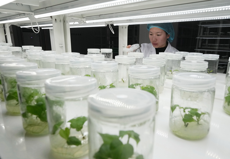 河北盧龍:甘薯苗擴繁忙 助力農業科技創新發展