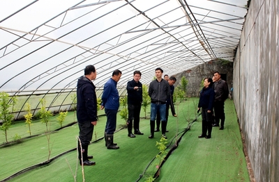 農業科研新篇章 國家柿圃改擴建項目評審會圓滿召開，助推柿產業高質量發展