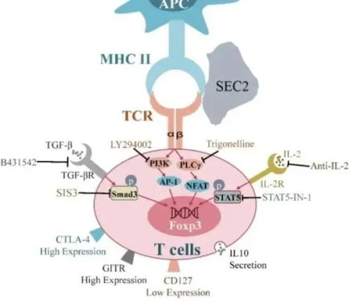 抑制性T細胞 免疫調控與農業科學研究的交匯點